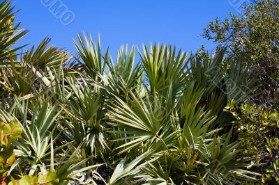 Palm Plants