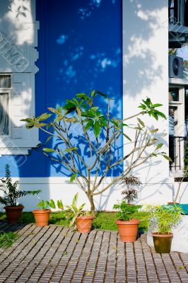 Plants in Kochi