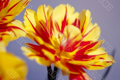 Opened Yellow and Red Tulip