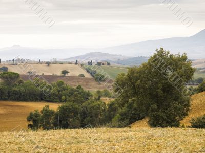 scenic landscape with trees in tuscany italy