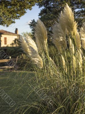 pampas grass in tuscany italy
