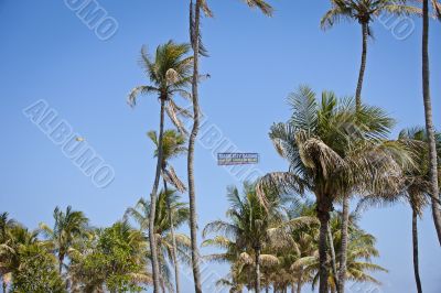 windy across the trees