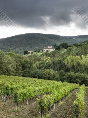 vineyard in tuscany