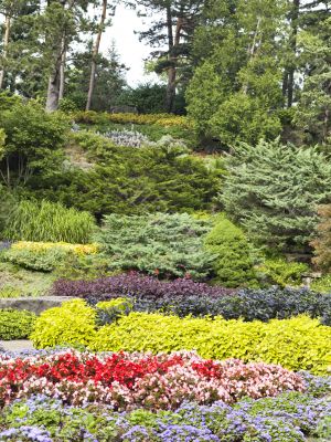 variety of flowers and topiary