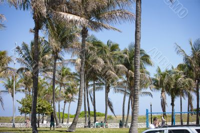 coconut trees at the park
