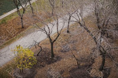 view of autumn trees