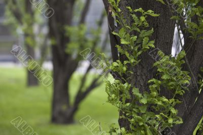 New leaves