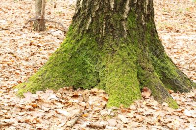 Moss on the old tree stump