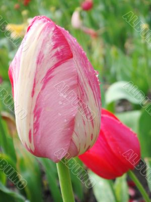 tulip