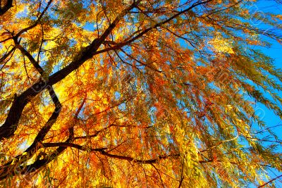 Yellow willow leaves