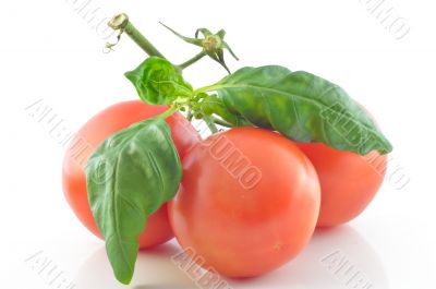 Sprig and tomato on a white background