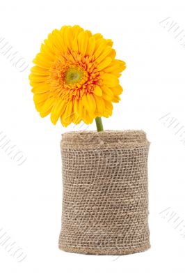 yellow daisy on vase