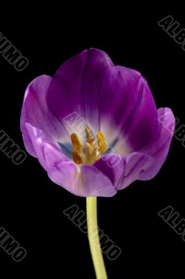 pink tulip flower