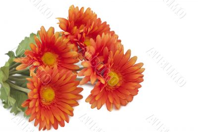 colorful orange daisy