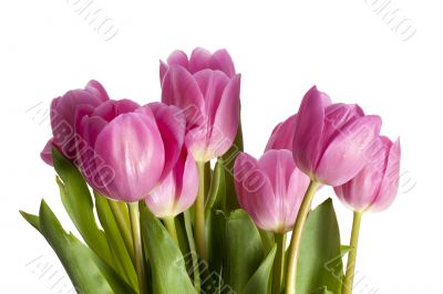 pink tulip flowers