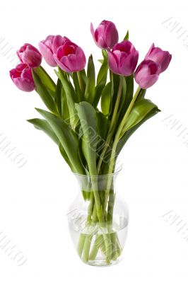 pink tulips in a vase