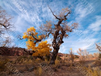 tree turning in autumn