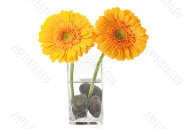 daisy flower on a glass