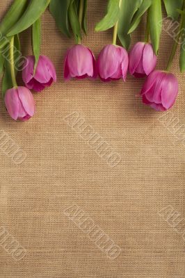 close up shot of pink tulip