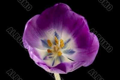 close up shot of pink tulip