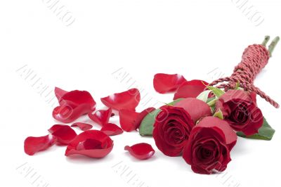 three red roses with rose petals
