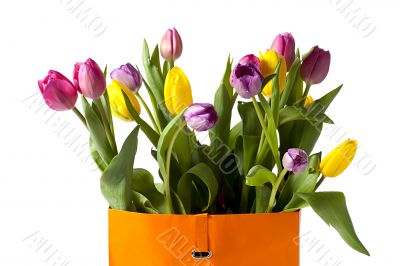 close up image of colorful tulips