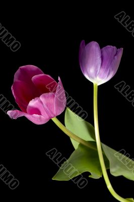 purple and pink tulips