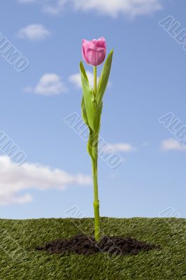 image of a pink tulip against blue sky