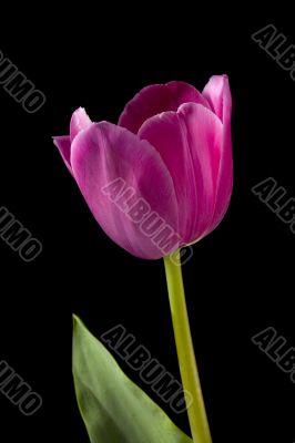 pink tulip