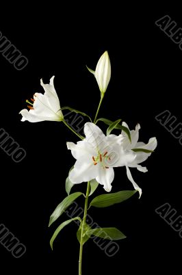 white flower on dark