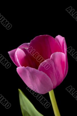 macro image of a pink flower