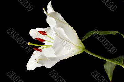 white tulip on dark