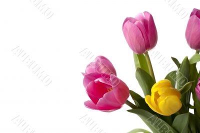 pink and yellow tulips