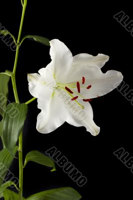 white tulip flower