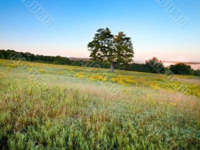 single tree in meadow