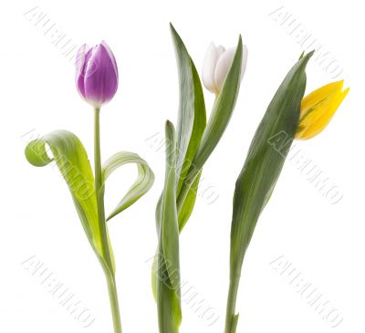 white yellow and pink tulips