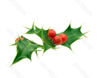 Holly