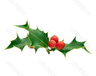 Holly