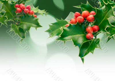 Holly