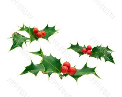 Holly