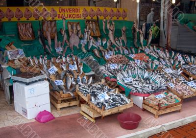 Fish Market