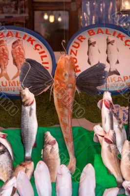 Fish Market