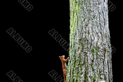  Squirrel