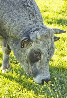 Ox