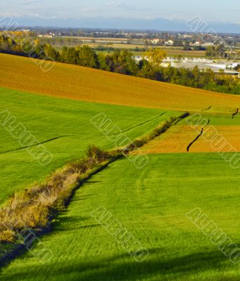 Road in the fields