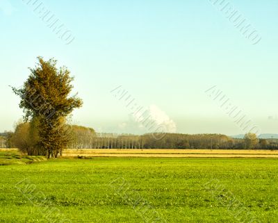Road in the fields