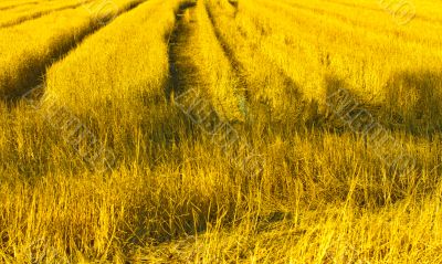 Road in the fields