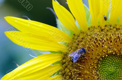 Honey Bee on a sunflower 