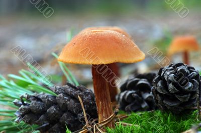 mushrooms growing in the forest