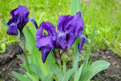 Violet flowers